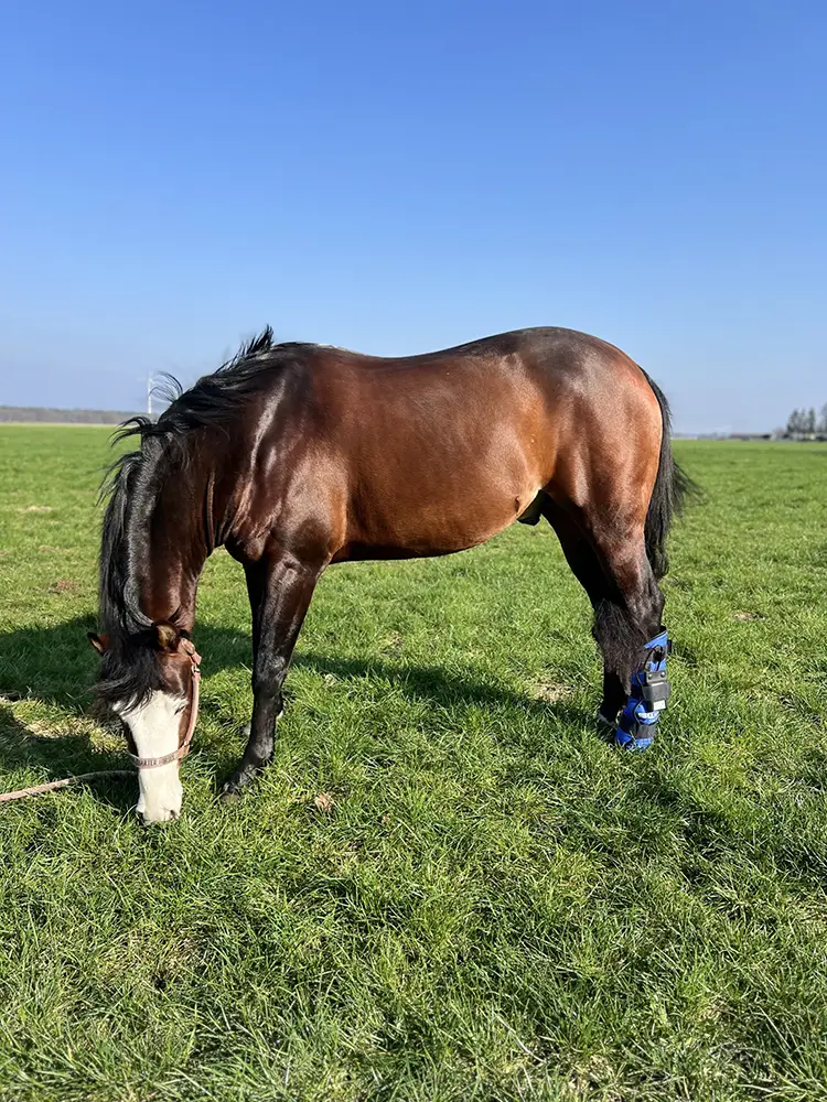 SWIT® Fesselgelenkgamaschen mit Neurobalance-System für Pferde – gezielte Gelenkunterstützung.